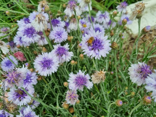 Flowers in the garden  Australia