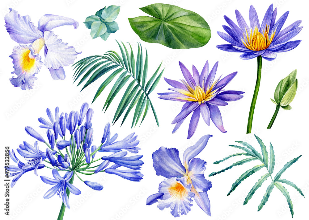 Obraz premium Set of flowers, lotus, orchid, bellflowers, palm leaf on isolated white, watercolor drawing, botanical painting, flora