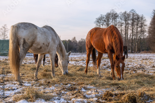 Beautiful horses in the meadow are eating hay. Winter ranch landscape. Horses in winter on a sunny day.