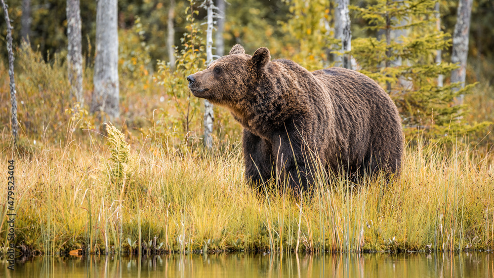 Bär in der Wildnis von Finnland Bär in der Wildnis von Finnland