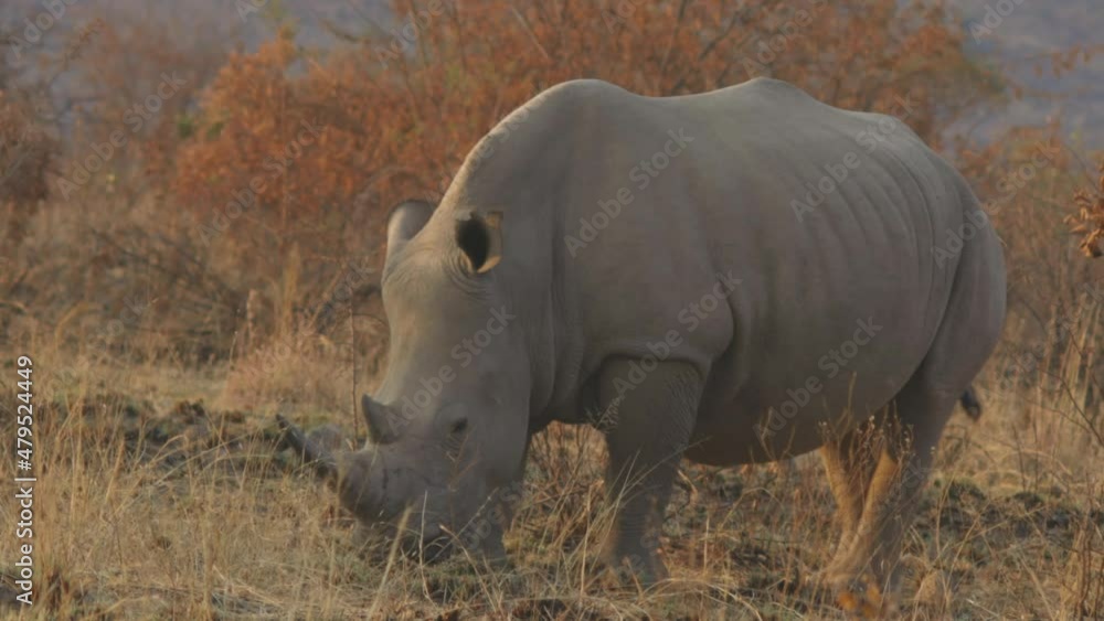 Mother and calf rhinoceroses grazing and walking in bush. Mother and calf rhinoceroses grazing and walking in bush.