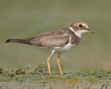 Little ringed plover and a green background