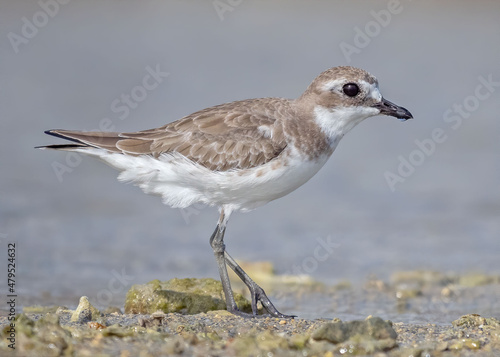 Tableau sur toile Lesser sand plover on the beach