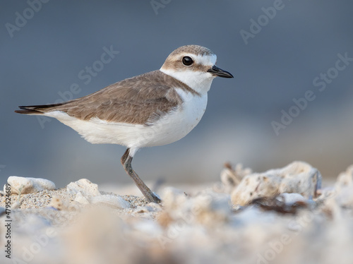 Snowy plover poses on the beach