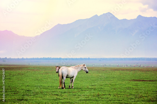 Horses graze in the pasture of Buryatia, Arshan.