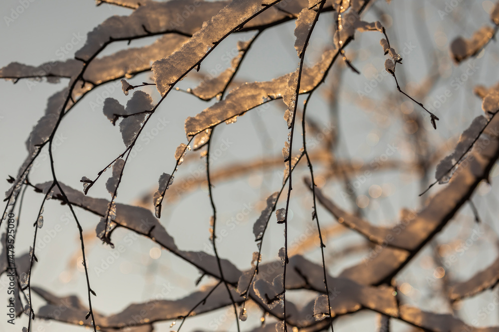Birch twigs with frozen snow in the sun. Birch twigs with frozen snow in the sun.
