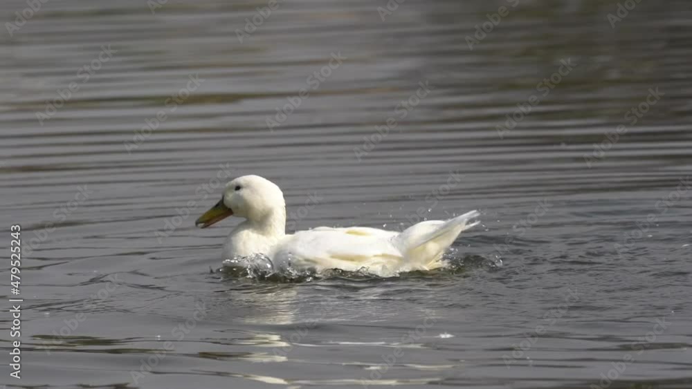 A white mallard duck flapping its wings and playing in the water. A white mallard duck flapping its wings and playing in the water.