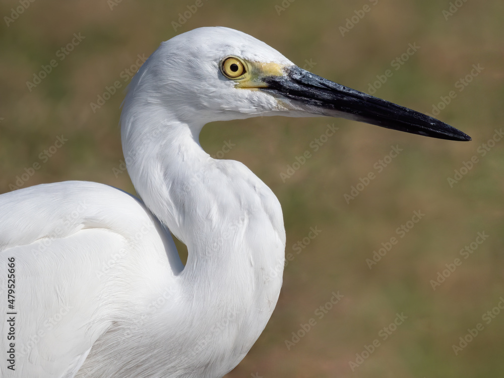 Close up of little egret Close up of little egret