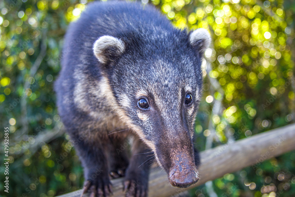 Dangerous wild coati (nasua) posing on Brazilian side of Iguazu falls national park. Dangerous wild coati (nasua) posing on Brazilian side of Iguazu falls national park.