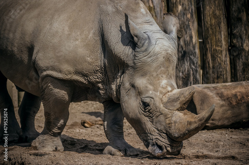 Nashorn Nahaufnahme