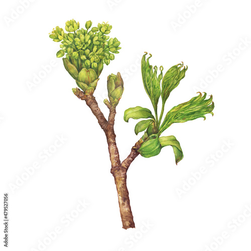 A young spring branch of a maple tree (Acer) with flowers, buds and leaves. Watercolor hand drawn painting illustration isolated on a white background.