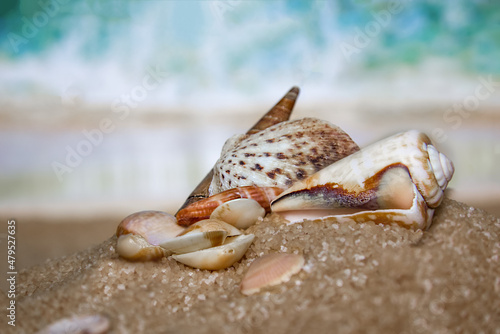 Seashells on the seashore  sand  beach and waves  tropical vacations  relaxation.