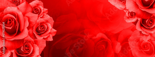 red rose flowers bouquet on blur red roses background  nature  template  banner  copy space
