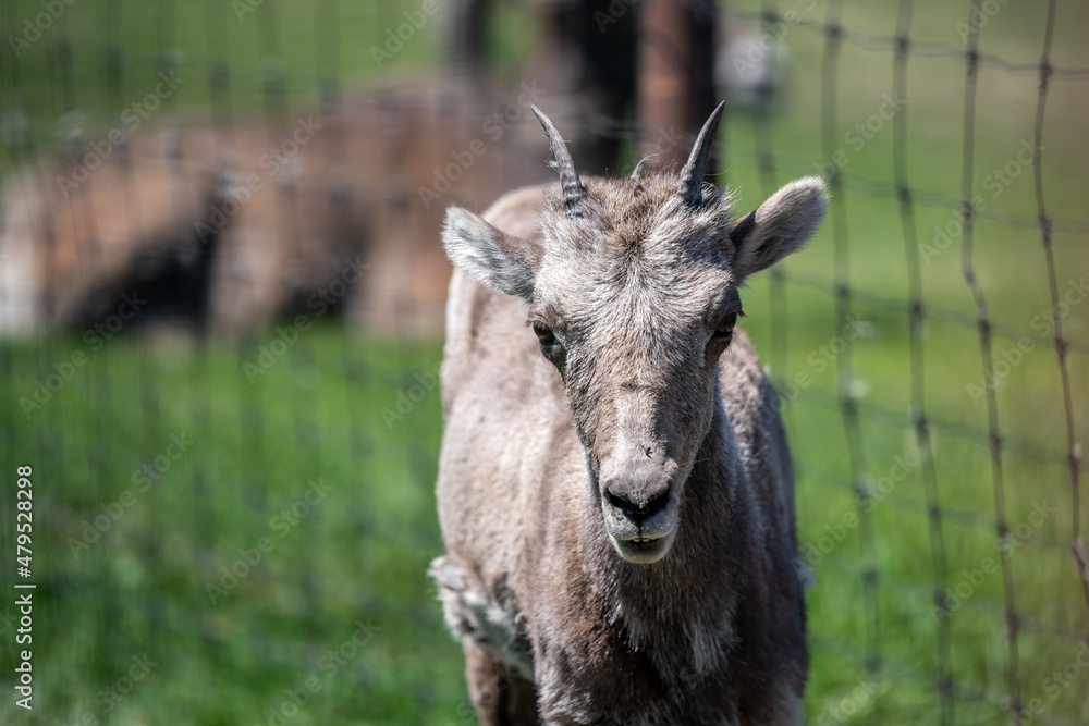 A domestic goat in Hemker Park Zoo, Minnesota