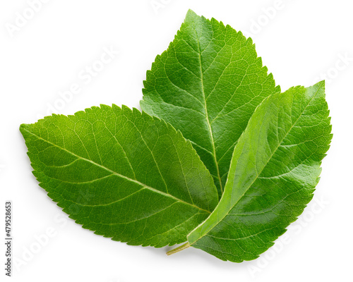 Apple leaf isolated. Apple  leaves on white top view. Green fruit leaves flat lay. Full depth of field.