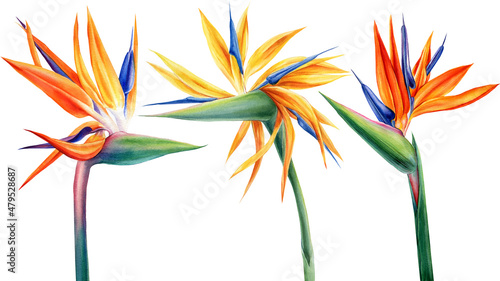 Exotic strelitzia flowers, bird of paradise. Watercolor on white background photo