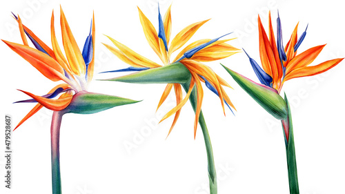 Tableau sur toile Exotic strelitzia flowers, bird of paradise