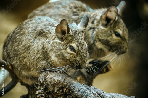 Chinchilla Pärchen