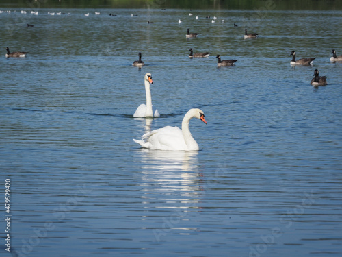 cygnes    la Base de loisirs du Val de Seine    Verneuil sur Seine pr  s de Paris