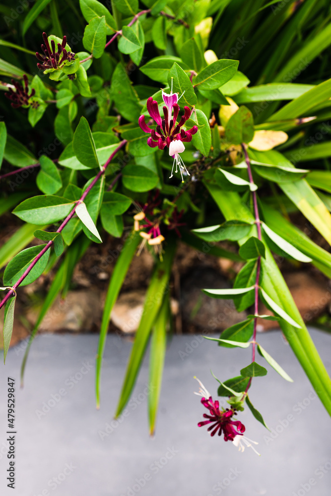 Obraz premium native Australian Lonicera honeysuckle firecracker plant outdoor in sunny backyard
