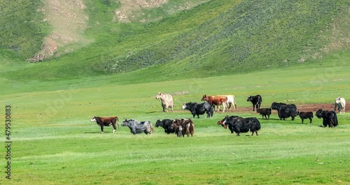 Wallpaper Mural Cows running on grassland. Beautiful grassland natural landscape in Xinjiang, China. Torontodigital.ca
