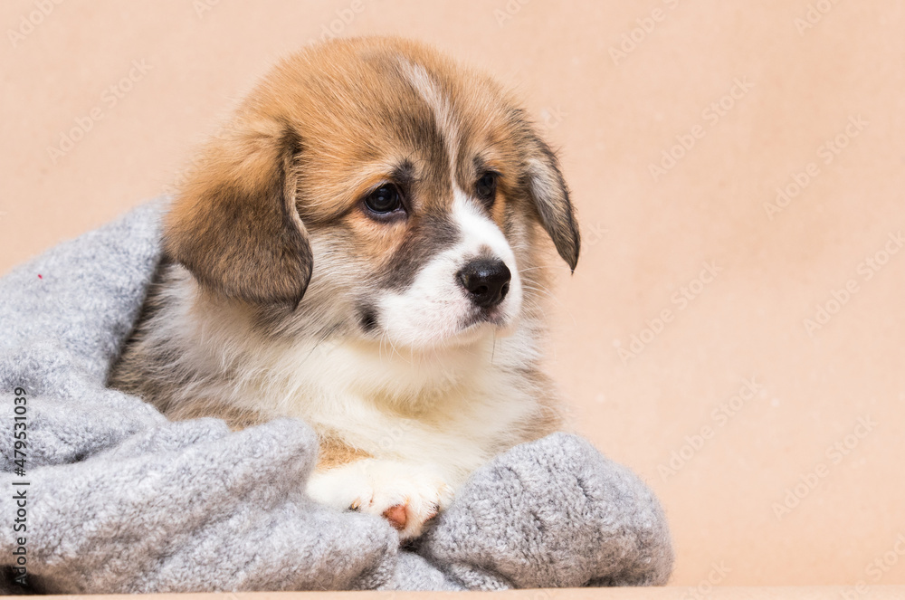 cute welsh corgi puppy looking cute welsh corgi puppy looking