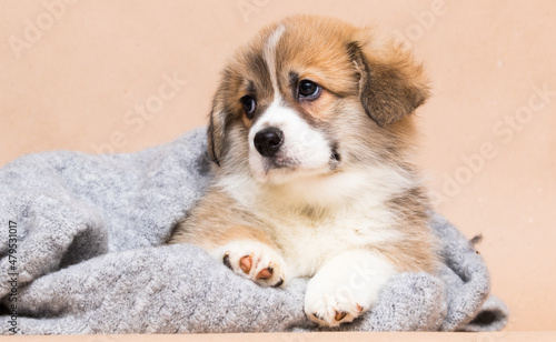 cute welsh corgi puppy looking