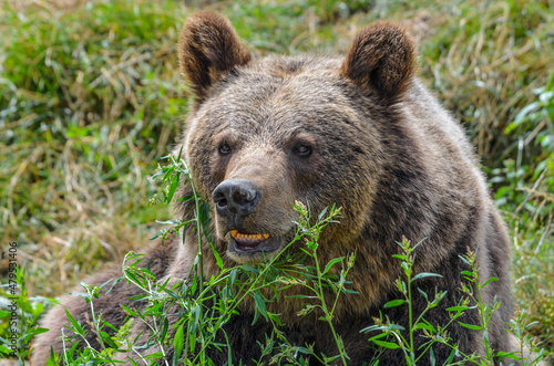 Brown bear in the wild - bear portrait