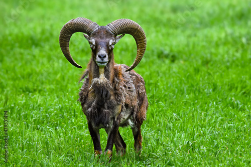 Male mouflon in green grass - Ovis gmelini musimon - wild sheep photo