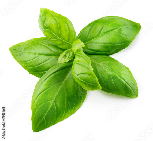 Basil isolated. Basil leaf on white. Basil leaves top view. Flat lay design. Full depth of field.