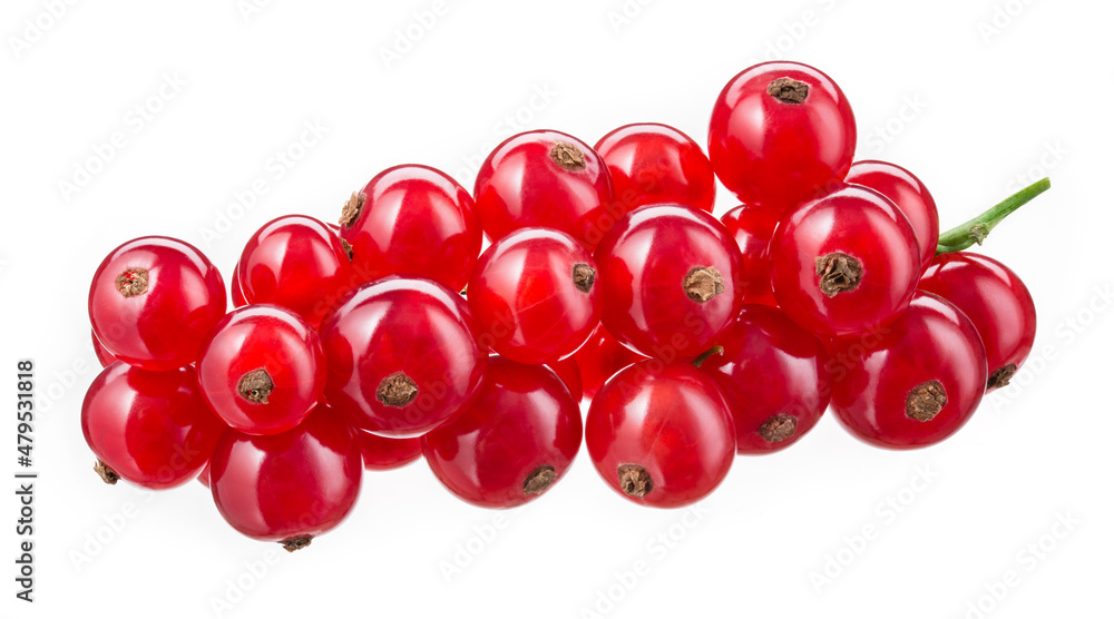 Red currant on branch. Currant red isolated on white background. Currants on white. With clipping path.