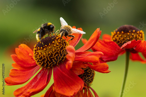 Hummel und Biene auf einer Sonnenbraut