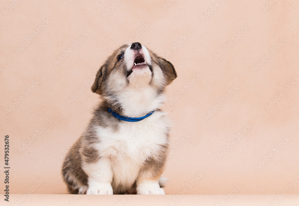 welsh corgi puppy laughing in the studio