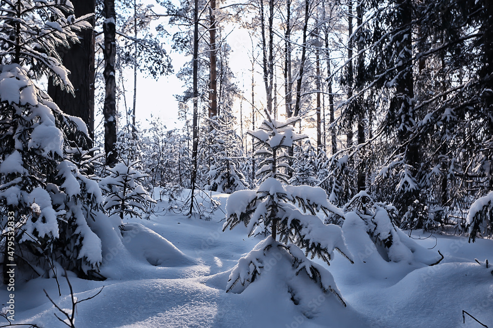 winter fir trees in the forest landscape with snow covered in december winter fir trees in the forest landscape with snow covered in december