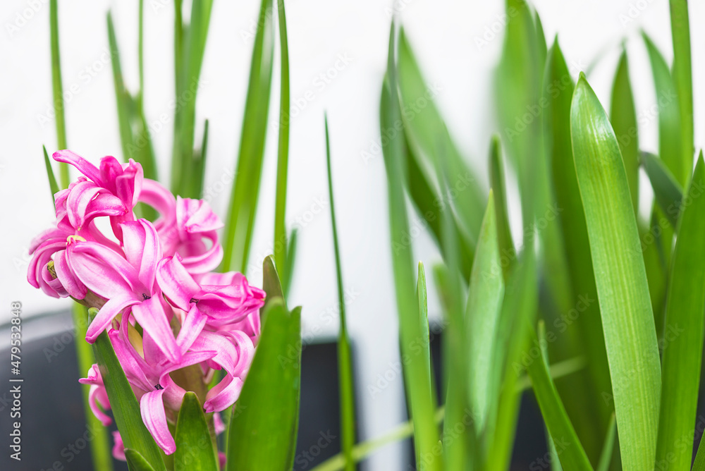 Close up for pink hyacinth flowers and green leaves Close up for pink hyacinth flowers and green leaves