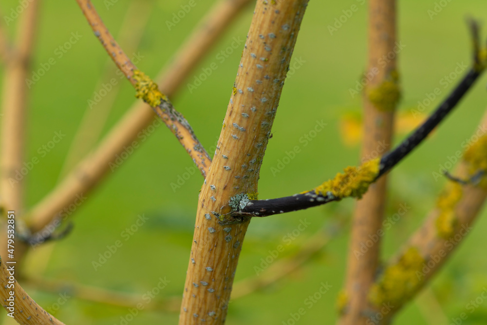 Wintergold Schlangenhautahorn Acer Rufinerve