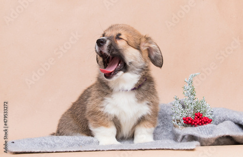 corgi puppy yawn studio shot