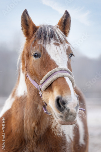 Horse portrait