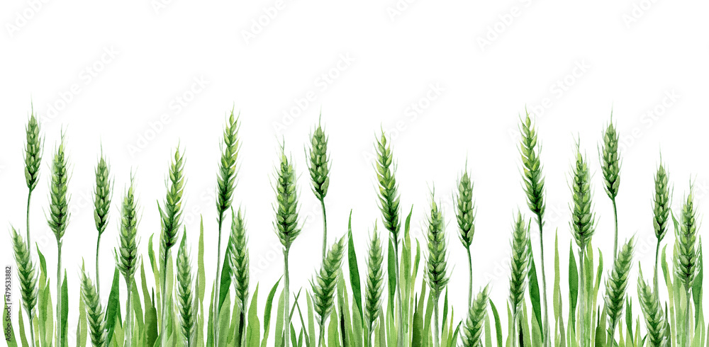 Green Wheat Field Grain Background. Cereal Agriculture plant Stem Watercolour illustration.