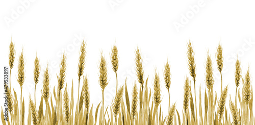 Wheat Field Grain Background. Cereal Agriculture plant Stem Watercolor illustration on white.