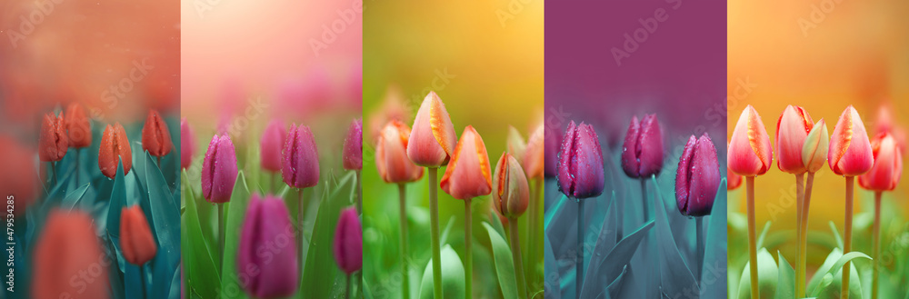 Naklejka premium kolaż z kwiatów tulipanów, wiosenny kolaż