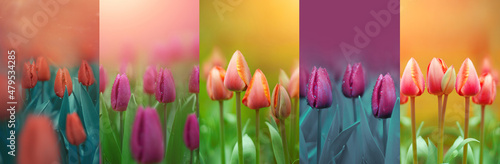kolaż z kwiatów tulipanów, wiosenny kolaż