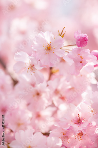 春色 © tomiyama