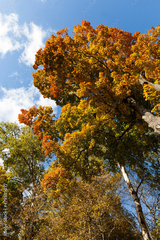 Fototapeta premium trees in a mixed forest during leaf fall