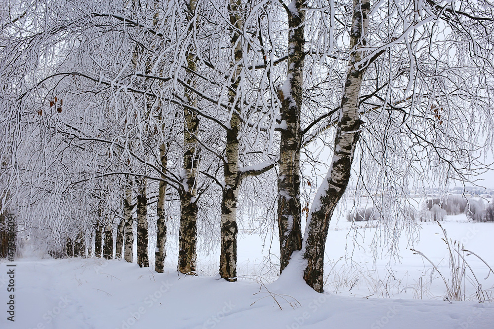 Fototapeta premium winter landscape trees covered with hoarfrost