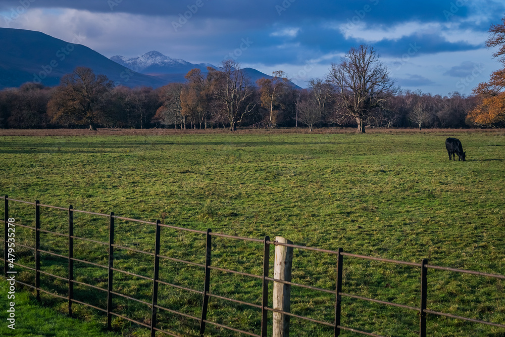 Fototapeta premium The cattle on the autumn grassland in Ireland