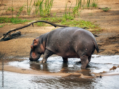 Photographie Hippo (Hippopotamus amphibius) beside water in Zimbabwe, Africa