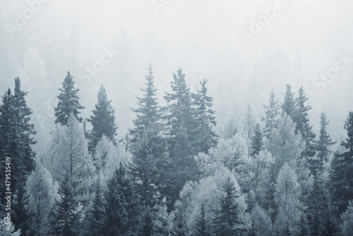 Fototapeta Naklejka Na Ścianę i Meble -  autumn fog landscape forest mountains, trees view mist