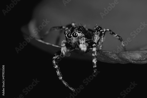 Obraz na plátně spider jumper macro, arachnophobia, beautiful jumping spider, poisonous spider