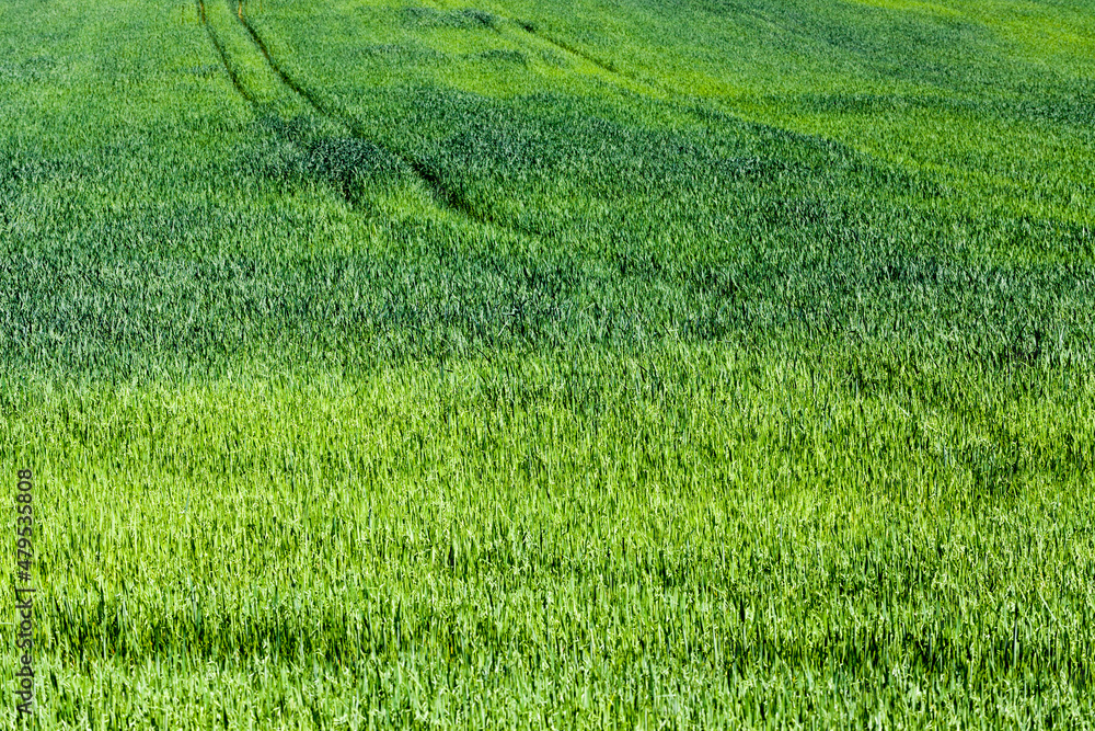 an agricultural field on which cereal plants are grown an agricultural field on which cereal plants are grown